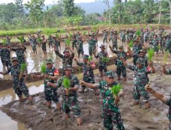 Ratusan Babinsa Kodim 0701/Banyumas Turun ke Sawah, Launching Kompi Produksi Ketahanan Pangan