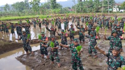 Ratusan Babinsa Kodim 0701/Banyumas Turun ke Sawah, Launching Kompi Produksi Ketahanan Pangan